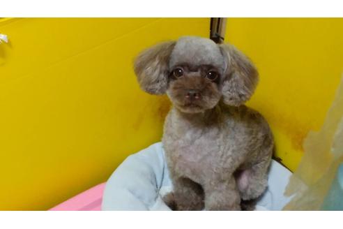 販売中のティーカッププードルの親犬