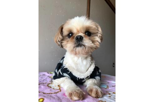 販売中のシーズーの親犬