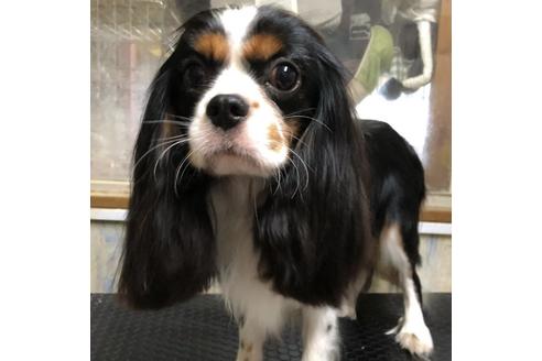 販売中のキャバリアキングチャールズスパニエルの親犬