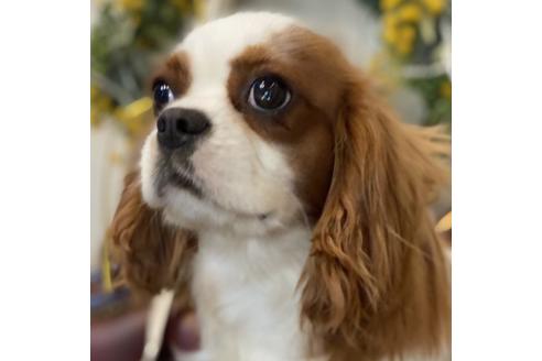 販売中のキャバリアキングチャールズスパニエルの親犬
