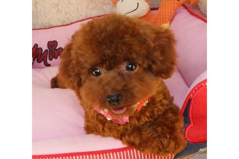 販売中のトイプードルの親犬