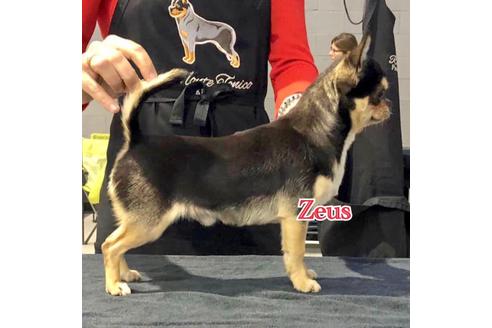 販売中のチワワ(スムースコート)の親犬