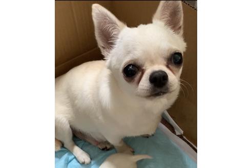 販売中のチワワ(スムースコート)の親犬