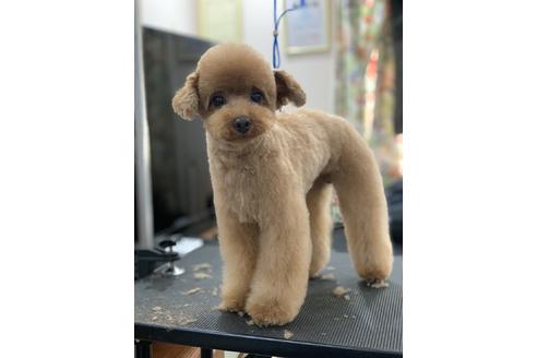 販売中のタイニープードルの親犬