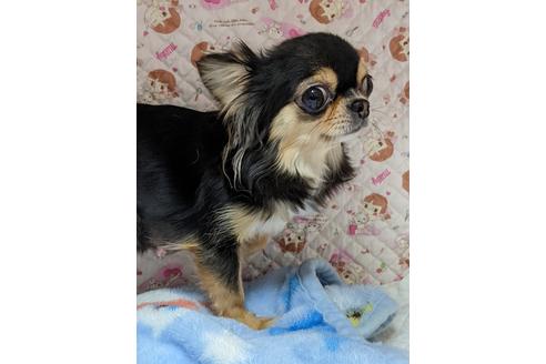 販売中のチワワ(ロングコート)の親犬