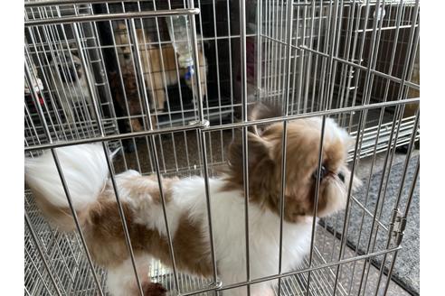 販売中のシーズーの親犬