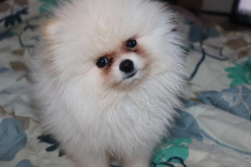 販売中のポメラニアンの親犬