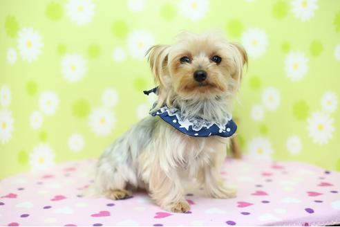 販売中のヨークシャーテリアの親犬