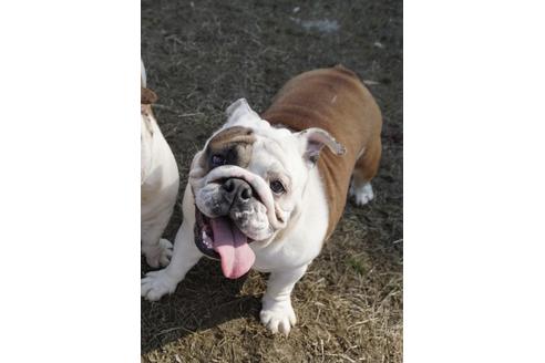 販売中のブルドッグの親犬