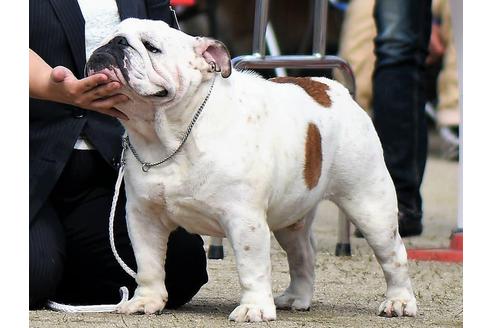 販売中のブルドッグの親犬