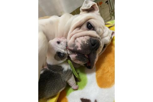 販売中のブルドッグの親犬