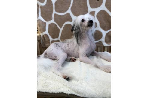 佐賀県のチャイニーズクレステッドドッグ 男の子 02 28生まれ イケメン君 ヘアレス 子犬id 1226 ブリーダーナビ