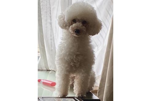 販売中のティーカッププードルの親犬