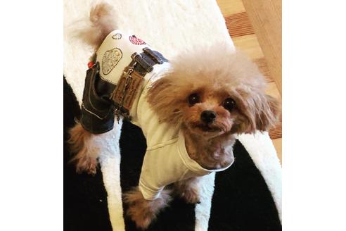 販売中のミックス犬の親犬