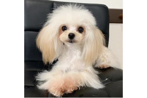 販売中のミックス犬の親犬
