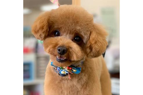 販売中のティーカッププードルの親犬
