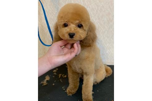 販売中のティーカッププードルの親犬