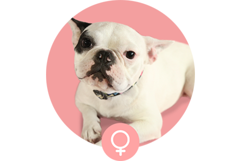 販売中のフレンチブルドッグの親犬