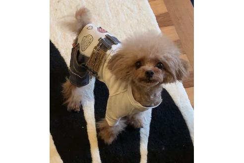 販売中のミックス犬の親犬