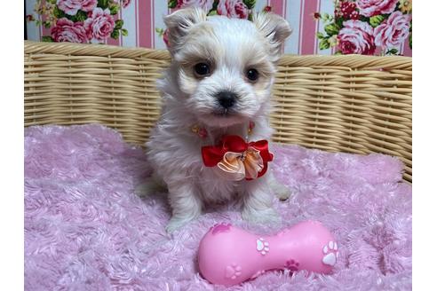 成約済の秋田県のポメマル:ポメラニアン×マルチーズ-123049の3枚目