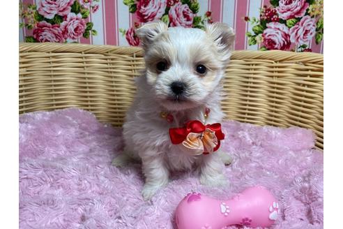 成約済の秋田県のポメマル:ポメラニアン×マルチーズ-123049の2枚目