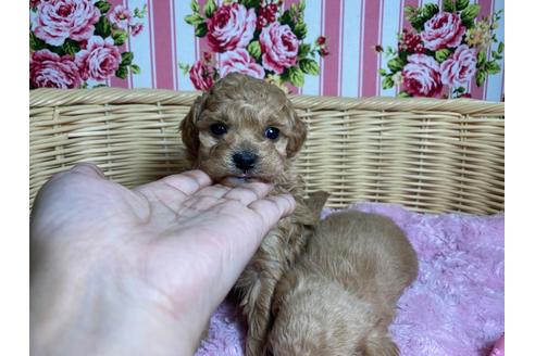 秋田県のミックス犬 女の子 21 01 12生まれ 激かわミックス しつけを済ませてからのお引渡しなので安心 子犬id ブリーダーナビ 秋田県のミックス犬 女の子 21 01 12生まれ 激かわミックス しつけを済ませてからのお引渡しなので安心 子犬id ブリーダーナビ