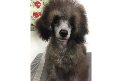 販売中のタイニープードルの親犬