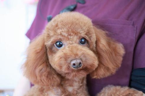 販売中のトイプードルの親犬