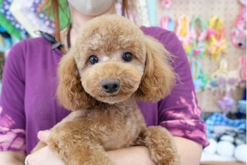 販売中のトイプードルの親犬