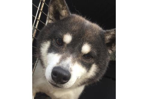 販売中の柴犬の父親
