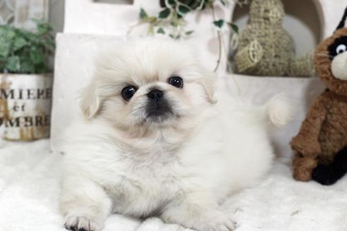 佐賀県でペキニーズの子犬を探す ブリーダーナビ