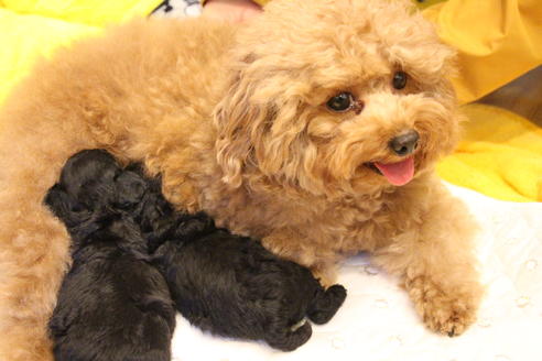 販売中のトイプードルの親犬