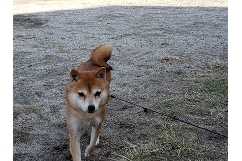 販売中の柴犬の母親