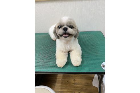 販売中のシーズーの親犬
