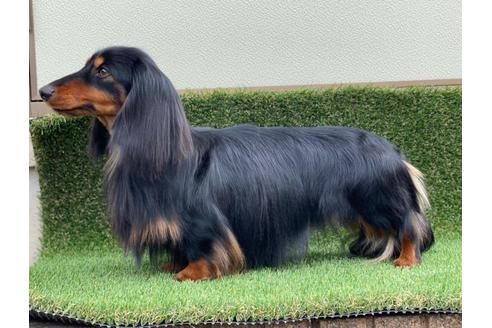 販売中のカニンヘンダックスフンド(ロングヘアード)の親犬