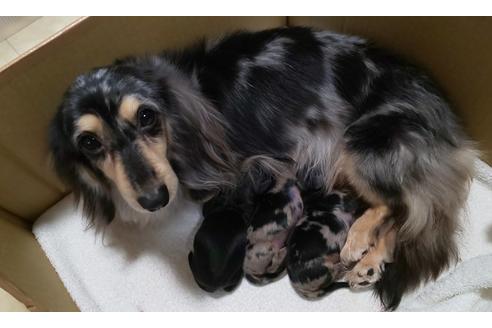 販売中のカニンヘンダックスフンド(ロングヘアード)の親犬