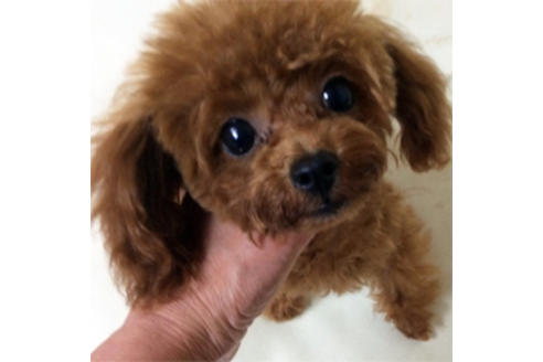 販売中のティーカッププードルの親犬