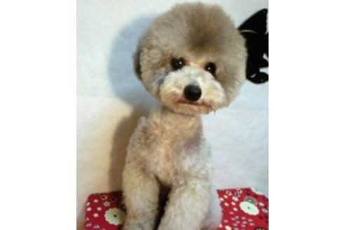 販売中のティーカッププードルの親犬