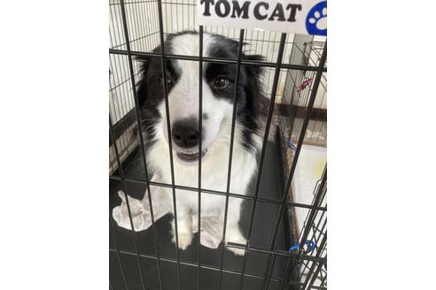 販売中のボーダーコリーの親犬