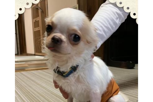 販売中のチワワ(ロングコート)の親犬