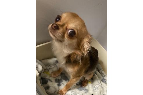 販売中のチワワ(ロングコート)の親犬
