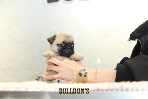 パグの子犬を探す ブリーダーナビ
