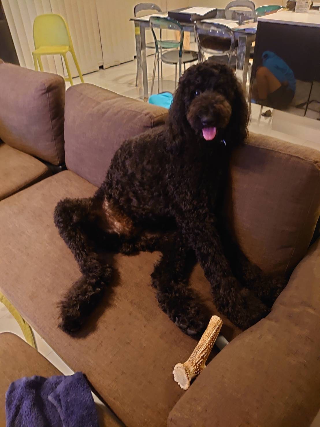 五十嵐ブリーダー