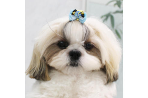 販売中のシーズーの親犬