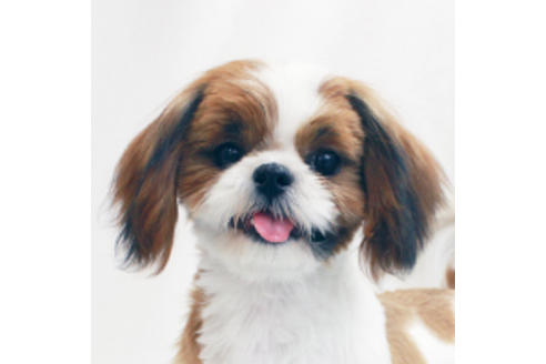販売中のシーズーの親犬