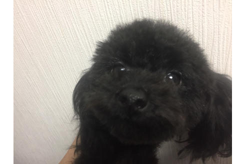 販売中のタイニープードルの親犬