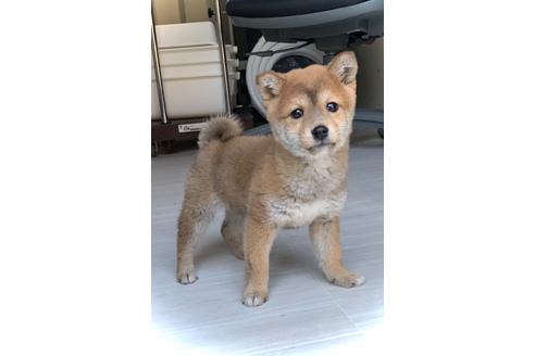 チャウチャウの子犬を探す ブリーダーナビ