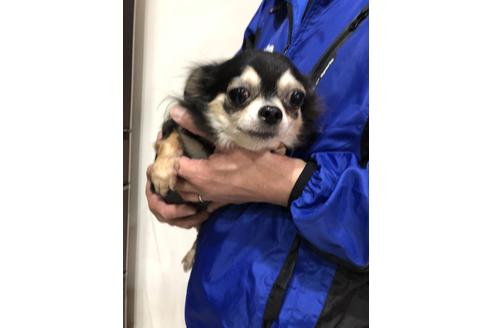 販売中のチワワ(ロングコート)の親犬
