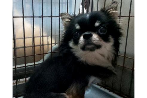 販売中のチワワ(ロングコート)の親犬