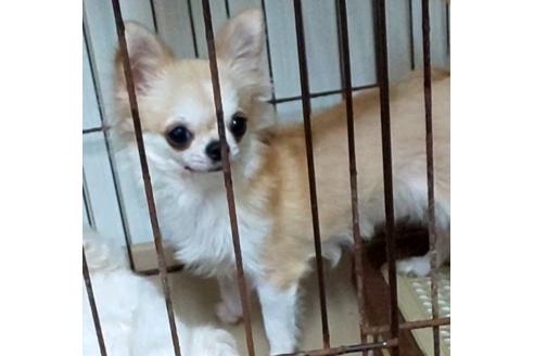 販売中のチワワ(ロングコート)の親犬
